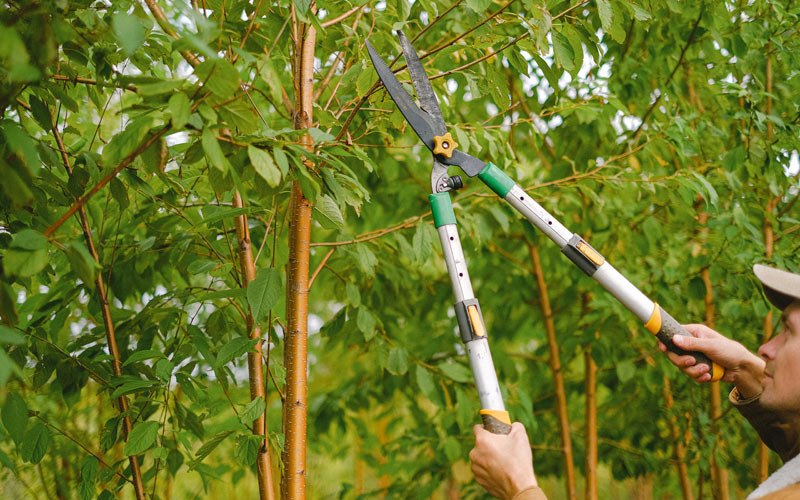 Tree trimming in Edmonton, KY